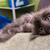 Photo of Sage