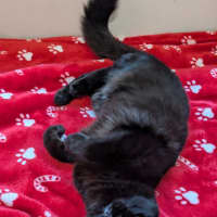 Photo of Biscuit 