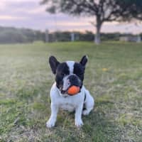 Photo of Archie & Marley   7 Year Old French Bulldog