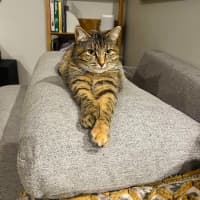 Photo of Juniper And Jinn