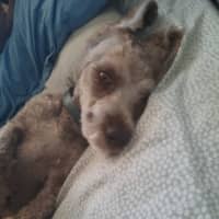 Photo of Teddy