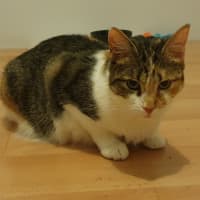Photo of Peach
