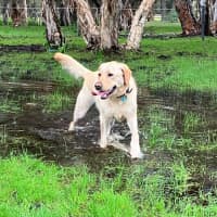 Photo of Daisy