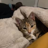 Photo of Baby & Blossom 