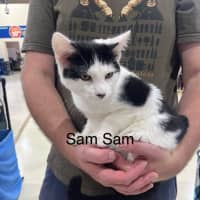 Photo of Sam Sam *9 Lives Project Rescue*