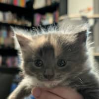 Photo of Cricket