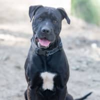 Photo of Hank