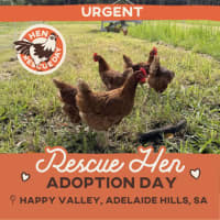 Photo of Rescue Hens