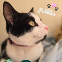 Photo of Pebbles