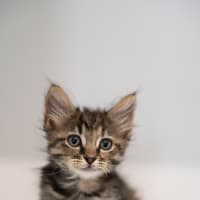 Photo of Greta And Gizmo