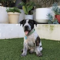 Photo of Bella