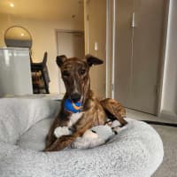 Photo of Tiger, The Adorable Greyhound