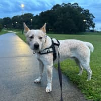 Photo of Jester   3yo Cattle Dog X 