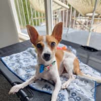 Photo of Dizzy