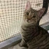 Photo of Bramble