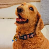 Photo of Ziggy