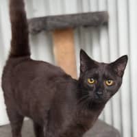 Photo of Flint