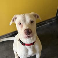 Photo of Nova