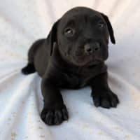 Photo of Bluey