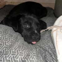 Photo of Comet