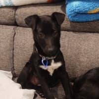 Photo of Nimona   4 Month Old Kelpie X (Trial)