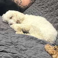 Photo of Maya   8 Month Old Miniature Poodle