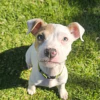 Photo of Spade