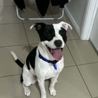 Photo of Tux   18 Month Old Staffy X
