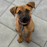 Photo of Ranger