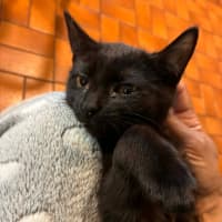 Photo of Onyx   In Foster Care In Eltham