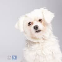 Photo of Lily   6 Year Old Maltese (Trial)