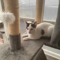 Photo of Julien   9 Month Old Domestic Short Hair