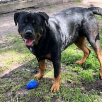 Photo of Axel