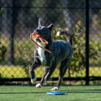 Photo of Sharpay Imp 957