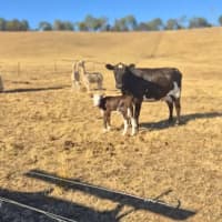 Photo of Willow And Hazel