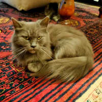Photo of Willow