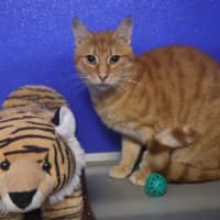 Photo of Garfield