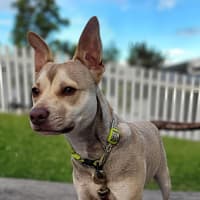 Photo of Mack   2 Year Old Chihuahua X Staffy