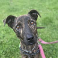 Photo of Stella Rose