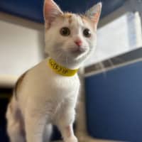 Photo of Patches