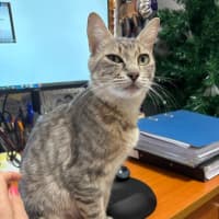 Photo of Nyitti