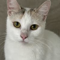 Photo of Sesame   Now At Pet Quarters Belmont