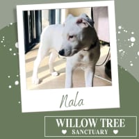 Photo of Nala