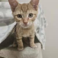 Photo of Storm – Ringworm Special $49