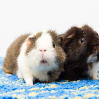 Photo of Gidget