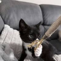 Photo of Noodle *9 Lives Project Rescue*