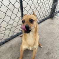 Photo of Foxy