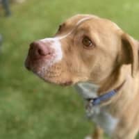 Photo of Honey