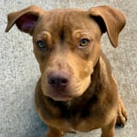 Photo of Tucker