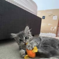 Photo of Cleo (Cleopatra)   In Foster Care In Doncaster 